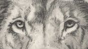 Bleistiftzeichnung: Augen des Löwen (Detail 1)
