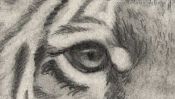 Das Auge des Tigers, Zeichnung Detail 2