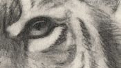Auge des Tigers, Zeichnung Detail 3
